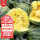黄瓤小兰西瓜种子10粒