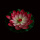 10个红色【28CM】三层花瓣带荷叶