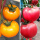 大黄柿子6棵+大粉柿子6棵 +肥