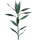 红紫竹- 50厘米 -1棵