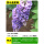 紫水晶紫藤【好养易活】粗0.5cm