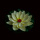 10个白色【28CM】三层花瓣带荷叶