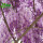 蜂花紫藤