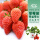 章姬草莓苗3棵+2包肥