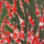 红白锦鲤10-13cm5条