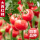 大西红柿苗6棵【常见品种】