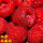 树莓 丰满红 双季 当年结果