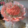 33朵戴安娜粉玫瑰鲜花束
