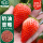 寿甜奶油草莓种子2g约2200粒
