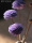 紫木花组合（适合大瓶）