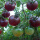 紫玉番茄6棵