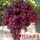 红宝石葡萄种子