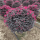红花积木1米毛球
