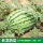 懒汉巨型西瓜种籽200粒+肥
