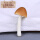 褐色长版蘑菇