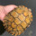 20-23厘米特大宠物龟
