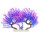 夫妻树珊瑚紫