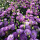 桔梗花紫色1000粒+肥料1包
