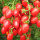 红圣女水果樱桃番茄原装约100粒