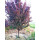 紫叶李1-1.2米高【10棵】
