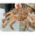 帝王蟹1只4.5-5斤