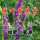 光叶紫花苕种子1斤