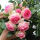 树形月季粉色龙沙1.5厘米粗