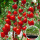 红千禧番茄苗 12棵