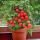 盆栽矮生红番茄种子约50粒原装
