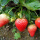 丰香草莓150粒+土肥+生根粉