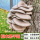 平菇木头种-2袋【可种600斤木头