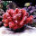 红色中号珊瑚