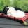 黑白猫-红色垫子