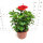 （红色花）大红花1盆  培育盆 高