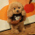 棕色小熊毛衣+包+狗狗