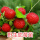 蛇莓苗5棵