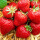 四季草莓【约500粒】