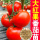 大红硬果番茄种子200粒