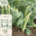 矮豌豆种子（中豌6号）100g