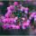 淡紫(6棵装)四季开花