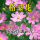 粉色波斯菊种子1斤