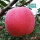 矮化苹果苗 红玉