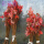 日本红枫苗80厘米高度