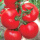 石盾197硬果番茄种子 30粒装