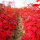 美国红枫苗80厘米高度
