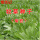 菊苣种子一斤