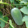 绿春小冬瓜种子 20g（10gx2包）