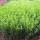 黄杨苗20-30厘米高100棵