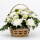 11朵白菊+小雏菊