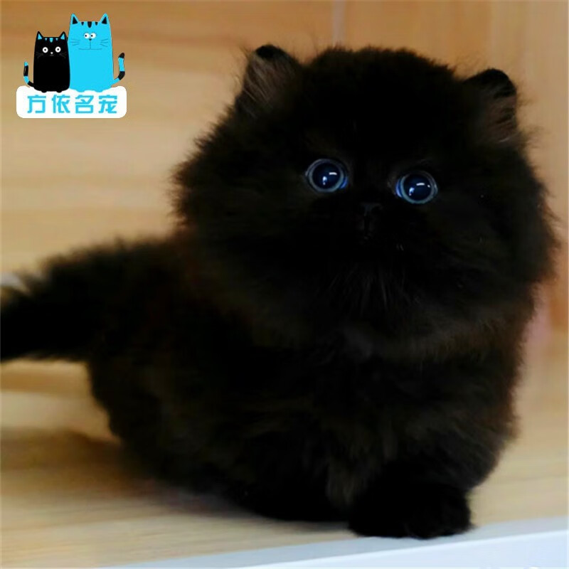 ���巽����Ŭ�������ذ���è��è���崿�ֳ���è�䴿�׳�ëè����������è Ѫͳ�� ����������è